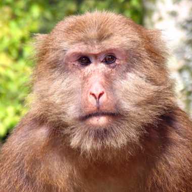 Tibet-Makak (Macaca thibetana) - primata.de