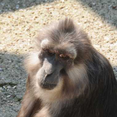 Tonkeana-Makak (Macaca tonkeana) - primata.de