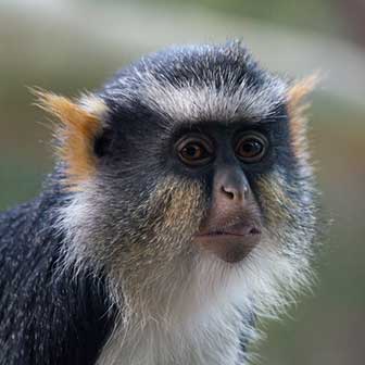 Wolfs Meerkatze (Cercopithecus wolfi) - primata.de