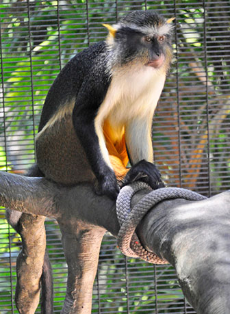 Wolfs Meerkatze (Cercopithecus wolfi)