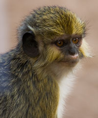 Zwergmeerkatzen (Miopithecus) - primata.de