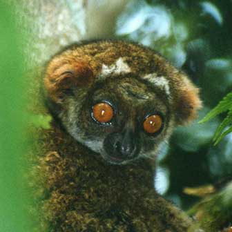 Östlicher Wollmaki (Avahi laniger) - primata.de