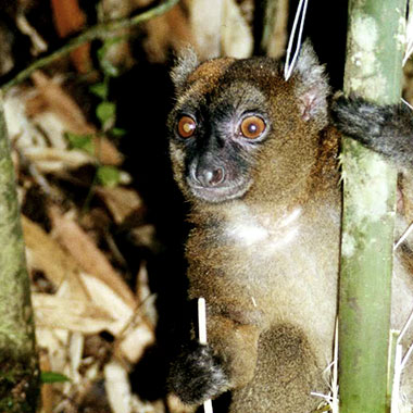 Breitschnauzenhalbmaki (Hapalemur simus)