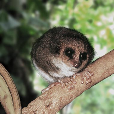 Büschelohriger Katzenmaki (Allocebus trichotis) - primata.de