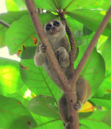 Buschbabys, Loris und Pottos (Galagonidae, Loridae) - primata.de