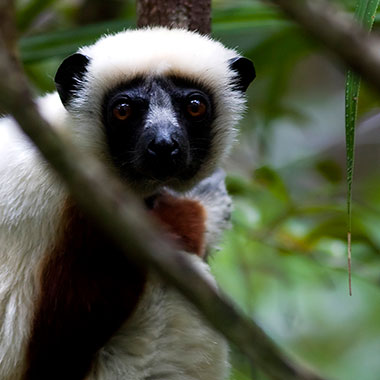 Coquerel-Sifaka (Propithecus coquereli) - primata.de