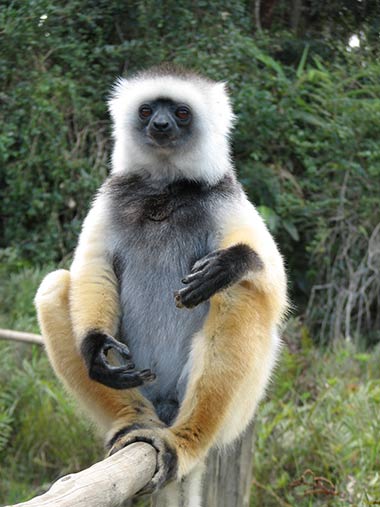 Diademsifaka (Propithecus diadema) - primata.de