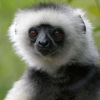 Diademsifaka (Propithecus diadema) - primata.de