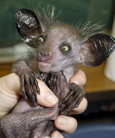 Fingertier (Aye-Aye, Daubentonia madagascariensis) - primata.de