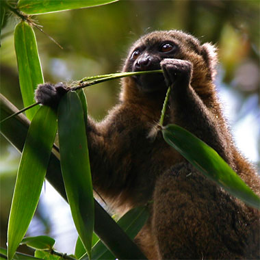 Goldener Halbmaki (Hapalemur aureus) - primata.de
