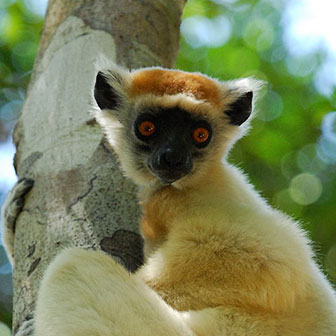 Tattersalls Sifaka (Propithecus tattersalli) - primata.de