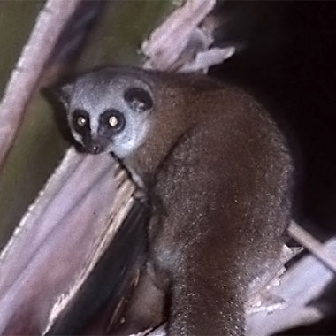 Großer Katzenmaki (Cheirogaleus major) - primata.de