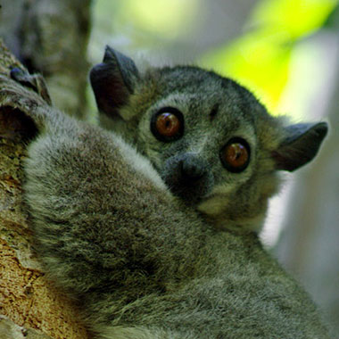 Großer Wieselmaki (Lepilemur mustelinus) - primata.de