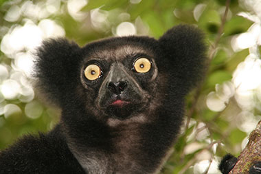 Indri, Sifakas und Wollmakis (Indridae) - primata.de