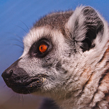 Katta (Lemur catta) - primata.de