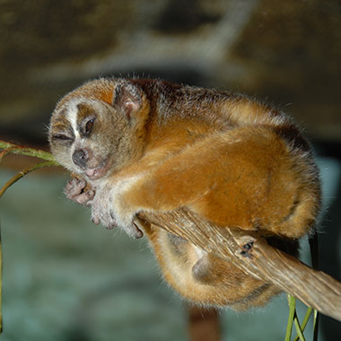 Kleiner Plumplori oder Zwerglori (Nycticebus pygmaeus) - primata.de