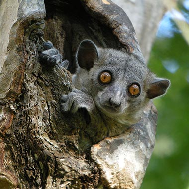 Kleiner Wieselmaki (Lepilemur ruficaudatus) - primata.de