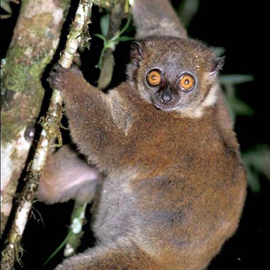 Kleinzahnwieselmaki (Lepilemur microdon) - primata.de