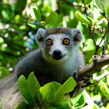 Kronenmaki (Eulemur coronatus) - primata.de