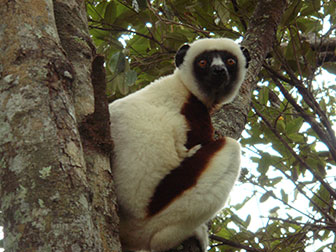 Larvensifaka (Propithecus verrauxi)