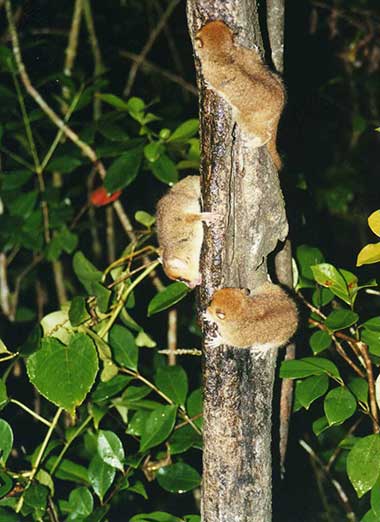 Mausmakis (Microcebus) - primata.de