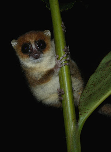 Mausmakis und Katzenmakis (Cheirogaleidae) - primata.de