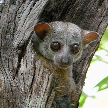 Milne-Edwards-Wieselmaki (Lepilemur edwardsi) - primata.de