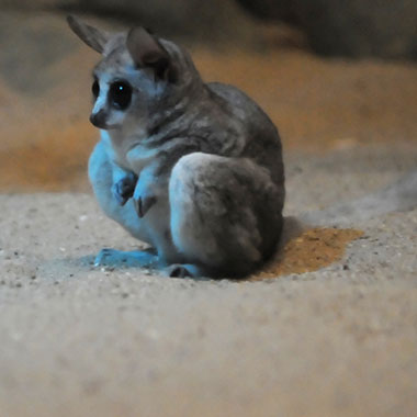 Moholi-Galago (Galago moholi) - primata.de