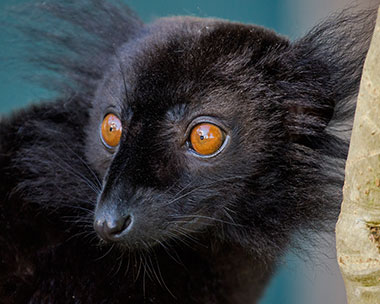 Mohrenmaki (Eulemur macaco) - primata.de