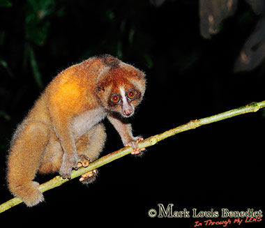 Sunda Plumplori (Nycticebus coucang) - primata.de