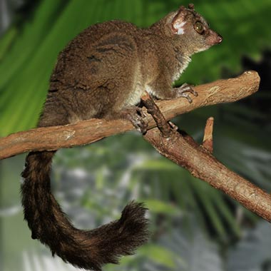 Südlicher Riesenmausmaki (Mirza coquereli) - primata.de