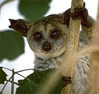 Riesengalago (Otolemur crassicaudatus)