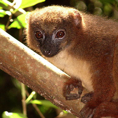 Rotbauchmaki (Eulemur rubriventer) - primata.de