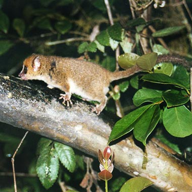 Brauner Mausmaki (Microcebus rufus) - primata.de