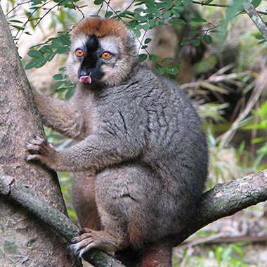 Rotstirnmaki (Eulemur rufifrons) - primata.de