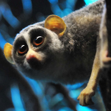 Schlanklori (Loris tardigradus) - primata.de