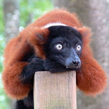 Vari (Varecia variegata) - primata.de