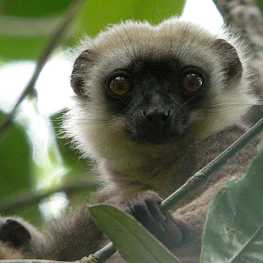 Weißkopfmaki (Eulemur albifrons) - primata.de