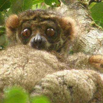 Westlicher Wollmaki (Avahi occidentalis) - primata.de