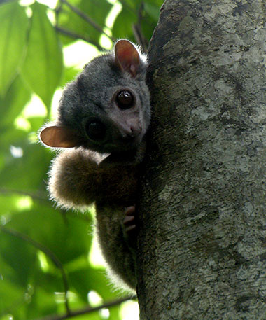 Eigentliche Lemuren (Lemuridae) - primata.de