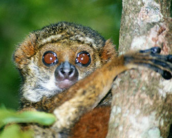 Östlicher Wollmaki (Avahi laniger) - primata.de