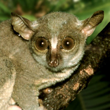 Zwerggalago (Galago demidoff) - primata.de