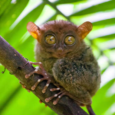 Tarsius syrichta