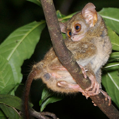 Sulawesi-Koboldmaki (Tarsius tarsier) - primata.de