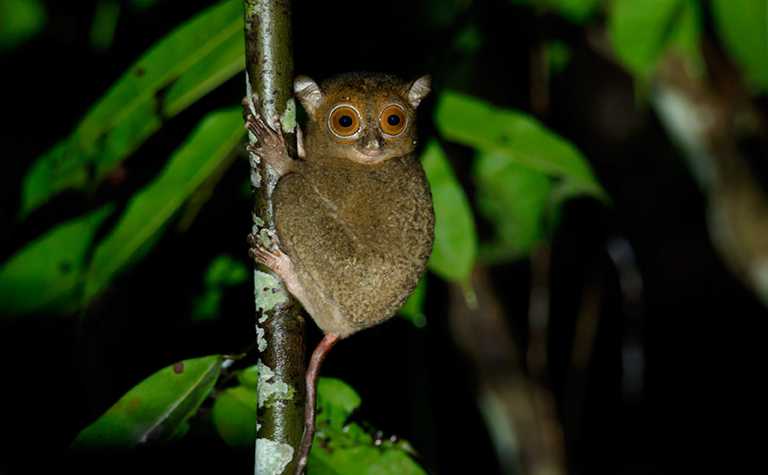 Cephalopachus bancanus