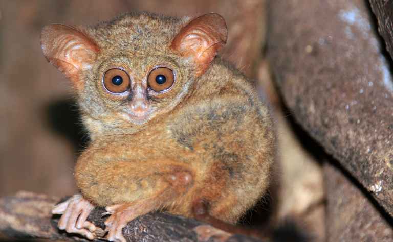 Zwergkoboldmaki (Tarsius pumilus) - primata.de