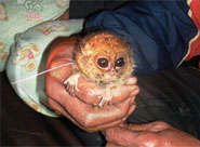 Diana-Koboldmaki (Tarsius dentatus) - primata.de