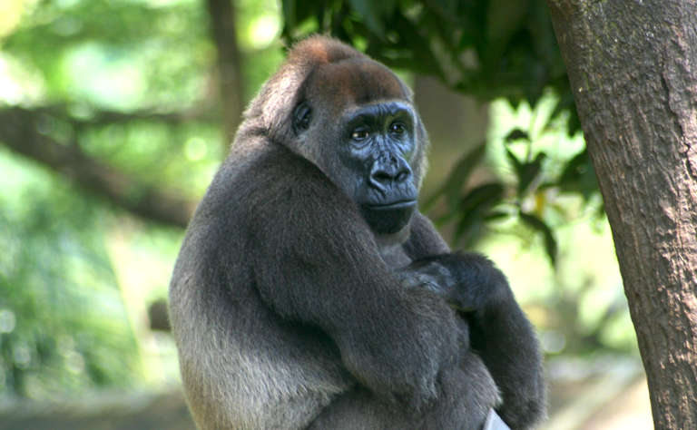 Cross-River-Gorilla (Gorilla-gorilla-diehli)