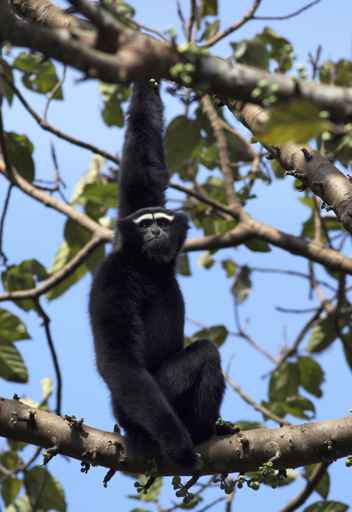 Weiblicher, braunfarbener Hoolock in Hockstellung