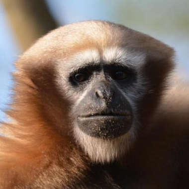 Hulock oder Weißbrauengibbon (Hylobates hoolock) - primata.de